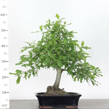 image supplémentaire - OAK "QUERCUS PALUSTRIS" 2-9