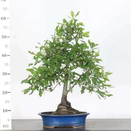 image supplémentaire - OAK "QUERCUS CERRIS" 2-10