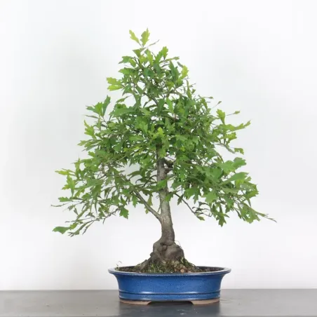 CHÊNE DES MARAIS "QUERCUS CERRIS" 2-10