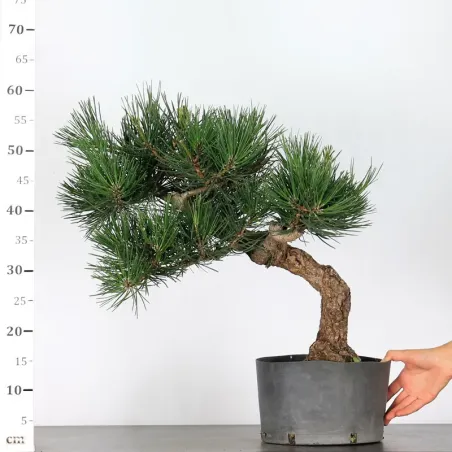 image supplémentaire - JAPANESE BLACK PINE...