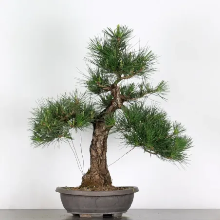 PIN NOIR "PINUS THUNBERGII" 1-11