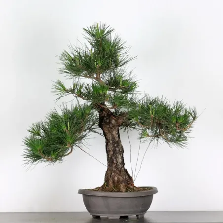 image supplémentaire - PIN NOIR "PINUS THUNBERGII"...