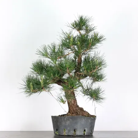 PIN NOIR "PINUS THUNBERGII" 1-12