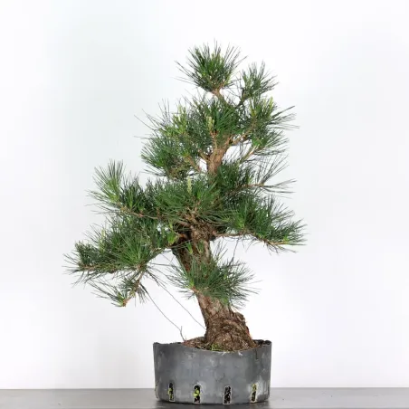 image supplémentaire - PIN NOIR "PINUS THUNBERGII"...