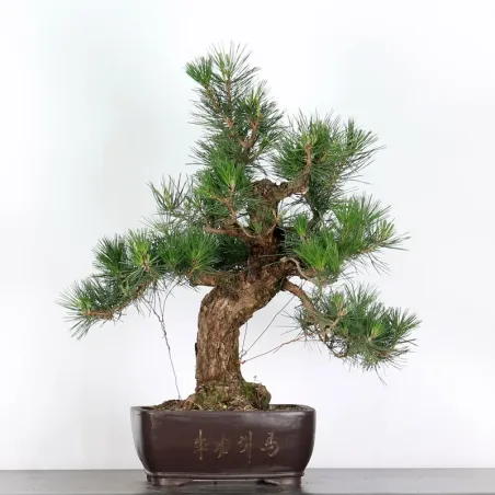 image supplémentaire - PIN NOIR "PINUS THUNBERGII"...
