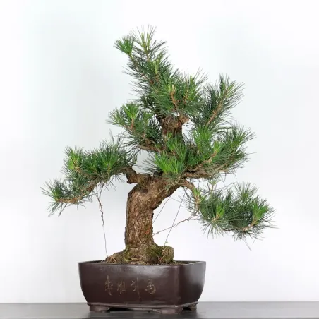 PIN NOIR "PINUS THUNBERGII" 1-13
