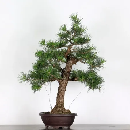 PIN NOIR "PINUS THUNBERGII" 1-14