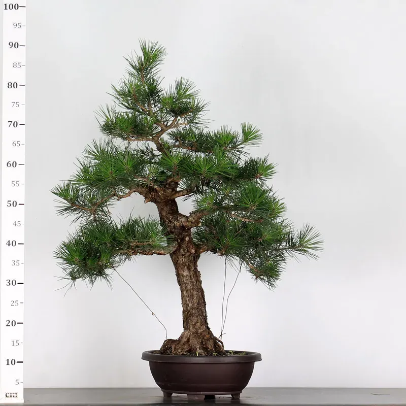 image supplémentaire - PIN NOIR "PINUS THUNBERGII"...