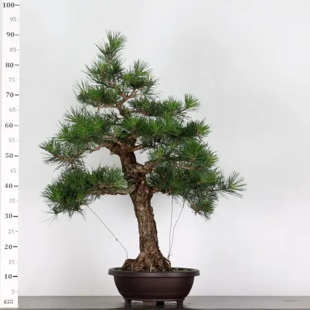 image supplémentaire - PIN NOIR "PINUS THUNBERGII"...