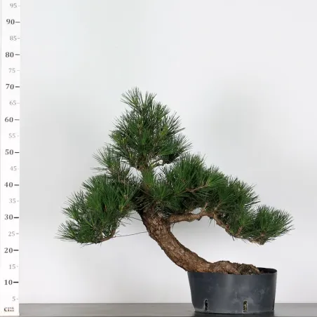 image supplémentaire - PIN NOIR "PINUS THUNBERGII"...