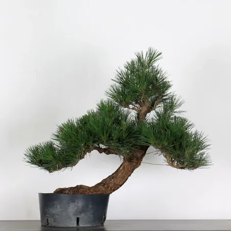 PIN NOIR "PINUS THUNBERGII" 1-15
