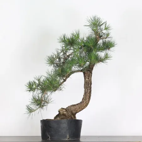 PIN NOIR "PINUS THUNBERGII" 1-16