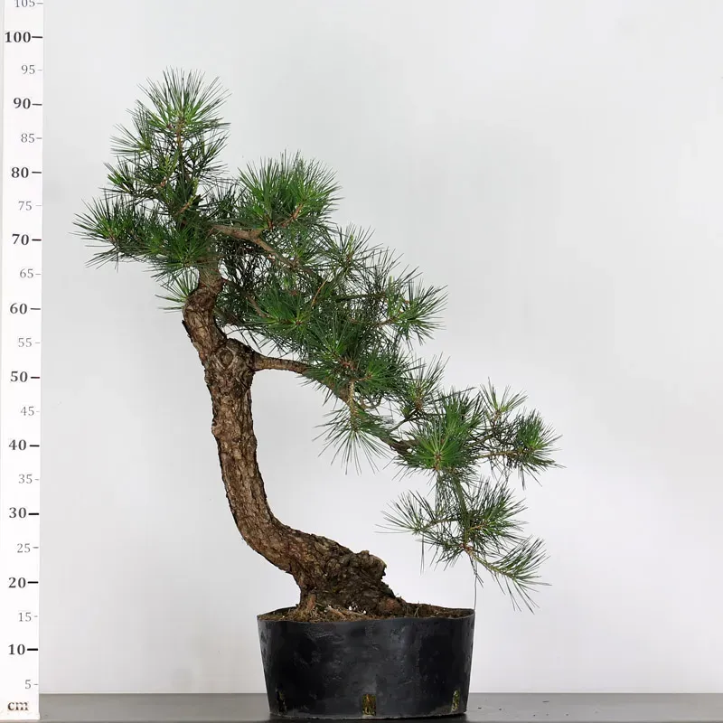 image supplémentaire - PIN NOIR "PINUS THUNBERGII"...