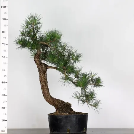 image supplémentaire - PIN NOIR "PINUS THUNBERGII"...