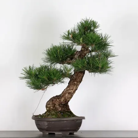 PIN NOIR "PINUS THUNBERGII" 1-17