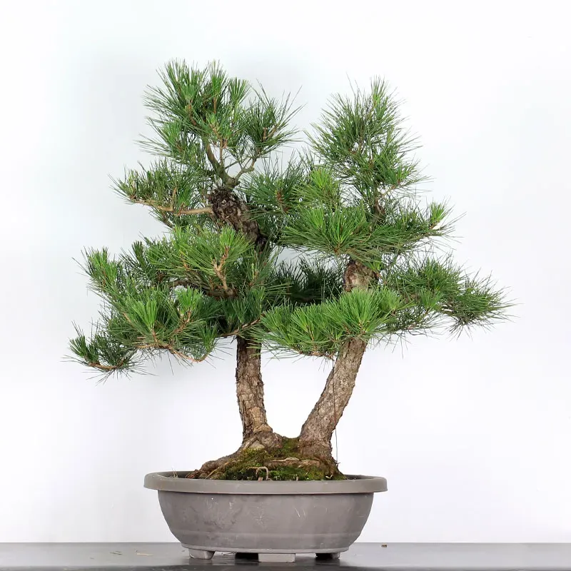 image supplémentaire - JAPANESE BLACK PINE...