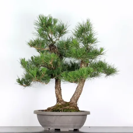 image supplémentaire - PIN NOIR "PINUS THUNBERGII"...