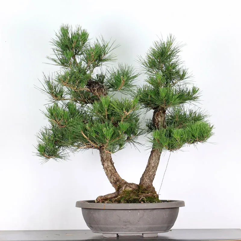 JAPANESE BLACK PINE "THUNBERGII" 1-18