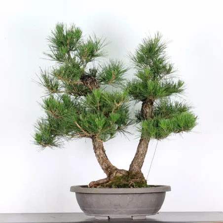 PIN NOIR "PINUS THUNBERGII" 1-18