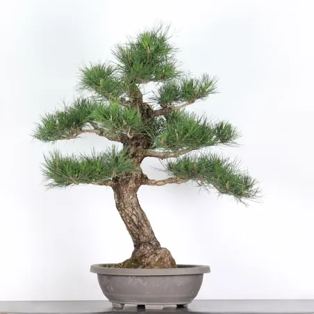 PIN NOIR "PINUS THUNBERGII" 1-19