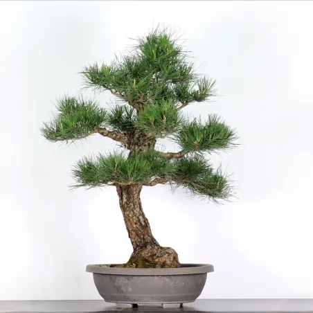 image supplémentaire - PIN NOIR "PINUS THUNBERGII"...