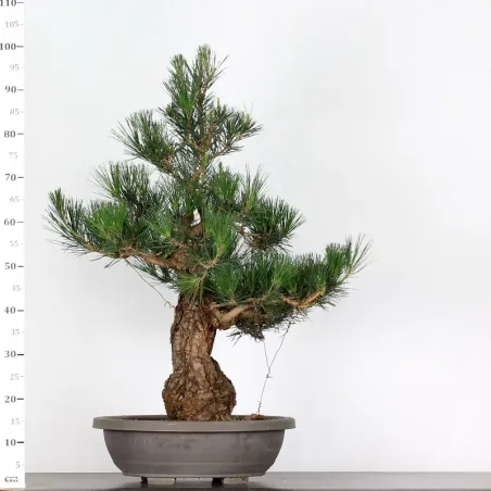 image supplémentaire - PIN NOIR "PINUS THUNBERGII"...