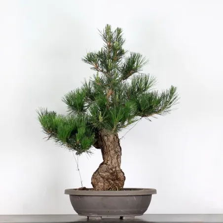 PIN NOIR "PINUS THUNBERGII" 1-20