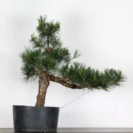 JAPANESE BLACK PINE "THUNBERGII" 2-4