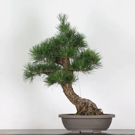PIN NOIR "PINUS THUNBERGII" 2-11