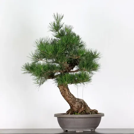 image supplémentaire - PIN NOIR "PINUS THUNBERGII"...