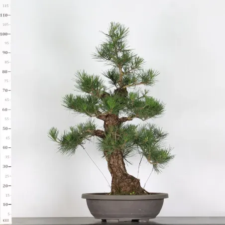 PIN NOIR "PINUS THUNBERGII" 2-12