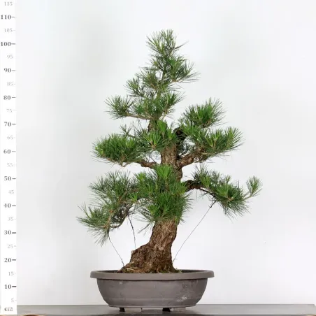 image supplémentaire - PIN NOIR "PINUS THUNBERGII"...