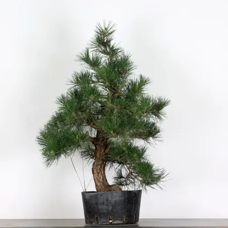 JAPANESE BLACK PINE "THUNBERGII" 2-17
