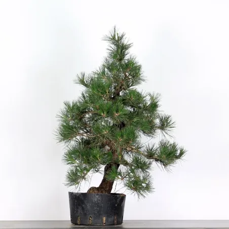 image supplémentaire - JAPANESE BLACK PINE...