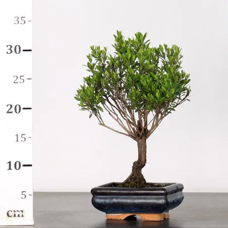 image supplémentaire - BONSAI MYRTE "Myrtus" 1-1