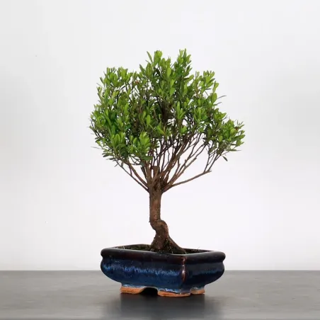 BONSAI MYRTE "Myrtus" 1-1