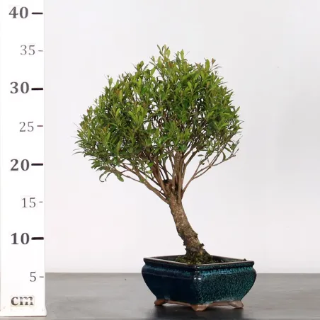 image supplémentaire - BONSAI MYRTE "Myrtus" 1-2
