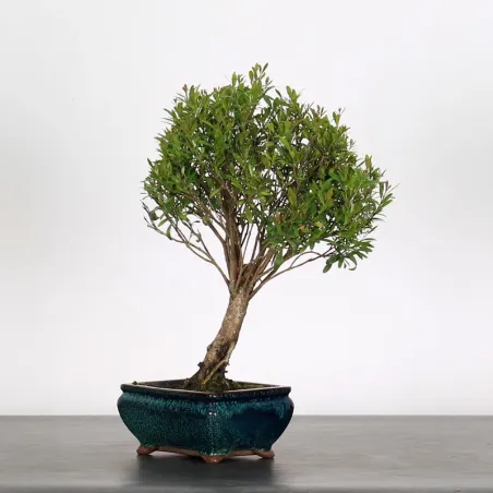 BONSAI MYRTE "Myrtus" 1-2