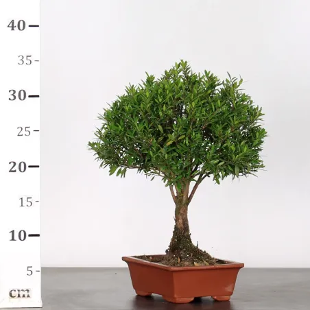 image supplémentaire - BONSAI MYRTLE "Myrtus" 1-3