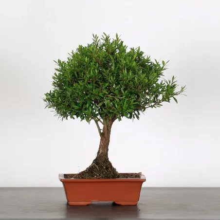 BONSAI MYRTLE "Myrtus" 1-3