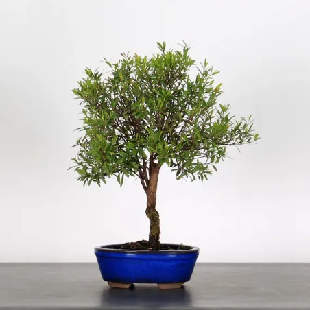 BONSAI MYRTE "Myrtus" 1-4
