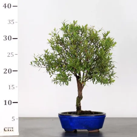 image supplémentaire - BONSAI MYRTE "Myrtus" 1-4