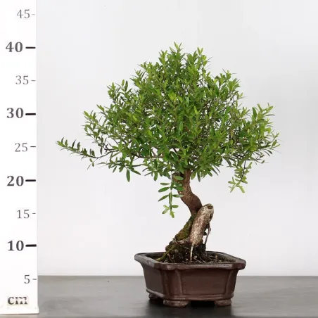 image supplémentaire - BONSAI MYRTE "MYRTUS" 1-5