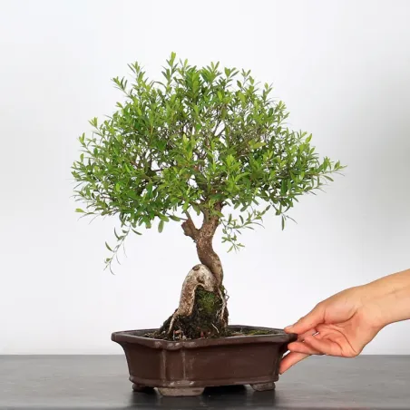 BONSAI MYRTE "MYRTUS" 1-5