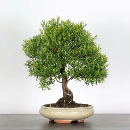 BONSAI MYRTLE "MYRTUS" 1-6