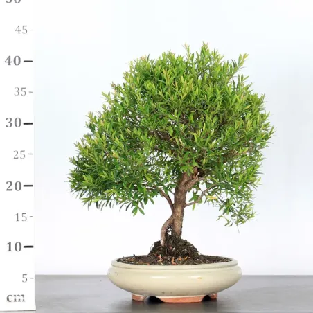 image supplémentaire - BONSAI MYRTE "MYRTUS" 1-6