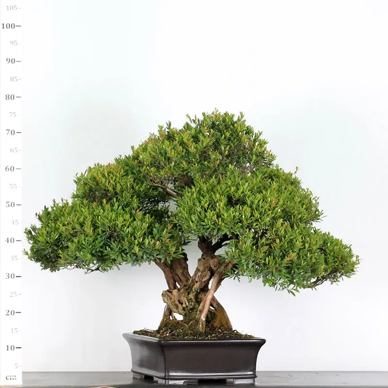 image supplémentaire - BONSAI MYRTLE "MYRTUS" 2-2