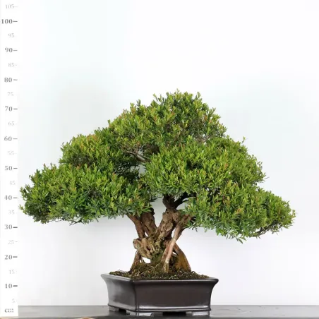 image supplémentaire - BONSAI MYRTLE "MYRTUS" 2-2