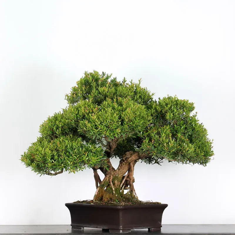 BONSAI MYRTLE "MYRTUS" 2-2