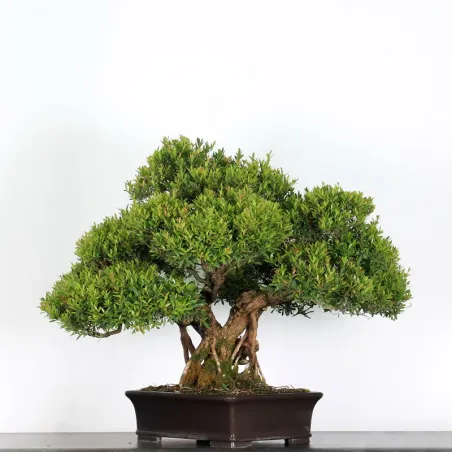 BONSAI MYRTLE "MYRTUS" 2-2